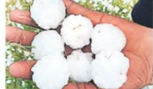 कोटा, टोंक और झालावाड़ समेत कई जिलों में ओले गिरे