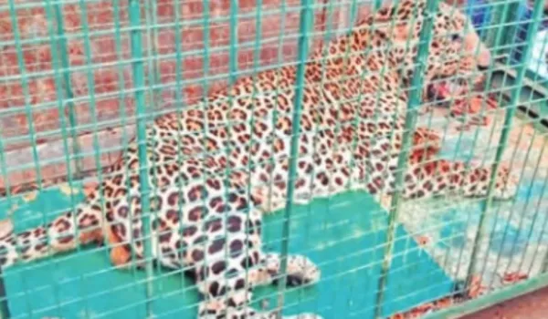 दिन में होगा लेपर्ड का रेस्क्यू, हर रेंज में रैपिड रिस्पॉन्स टीम