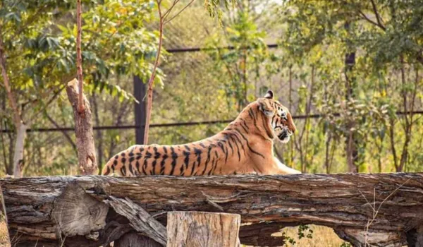 बाघिन 'भक्ति' ने दिया दो शावकों को जन्म
