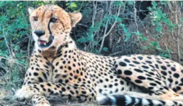 कूनो का चीता 11 घंटे बाद लौटा जंगल, टाइगर से खतरा