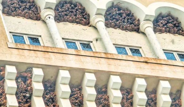 जगतपुरा के स्कूल में अबाबील पक्षियों ने बनाया 'बसेरा'