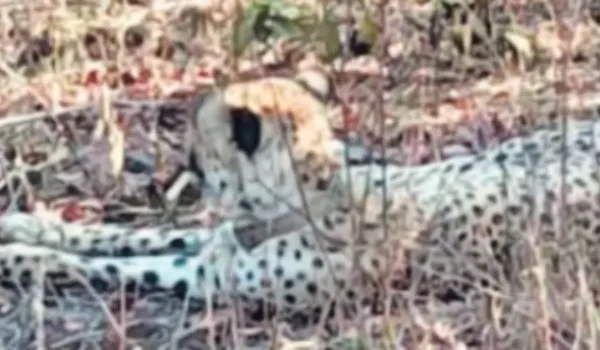 कूनो का चीता KP-3 पहुंचा झालावाड़, दहशत में किसान