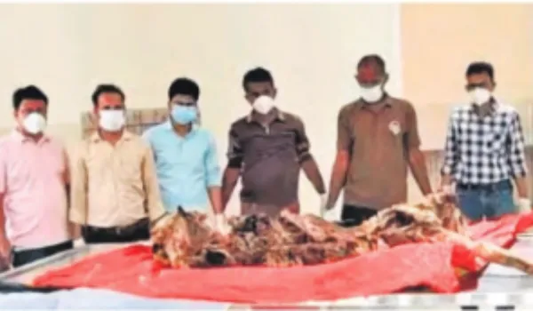 जिस बाघ को वनकर्मी ढूंढ रहे थे, उसकी बॉडी पहाड़ी पर मिली