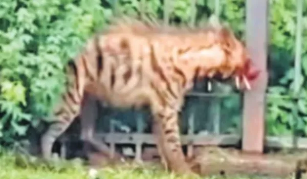सेही के कांटों से जख्मी जरख को पत्थरों से मारकर उतारा मौत के घाट