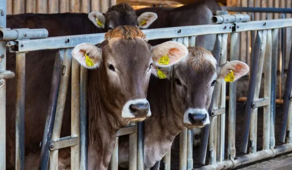 पशुपालकों को 5 लाख का गोपाल रत्न पुरस्कार