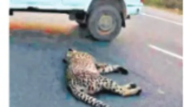 कूनो: मादा चीते की टक्कर से मौत