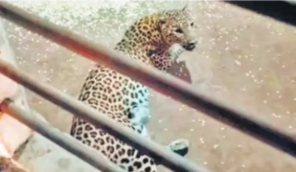 किशोर पर हमला कर घर में घुसे लेपर्ड की उल्टी के बाद मौत