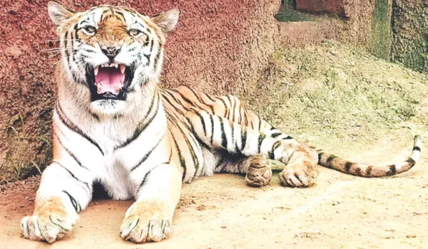 अब नाहरगढ़ में नहीं सुनाई देगी बाघिन रंभा की दहाड़