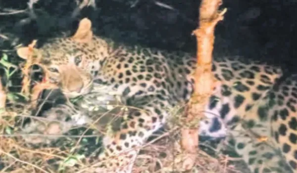 हिंडोली के जंगल में शिकारियों के फंदे में फंसा पैंथर, घायल