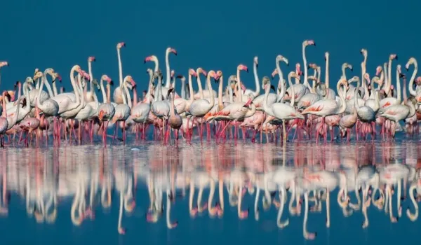 महोत्सव में साकार होगा पर्यटन, संस्कृति व रोमांच का संगम