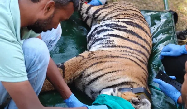 मध्य प्रदेश के पेंच से रामगढ़ विषधारी पहुंची युवा बाघिन