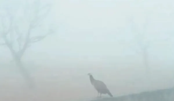 आज से चलेगी शीतलहर, तापमान में भारी गिरावट