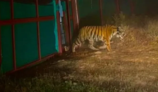 MP से आई बाघिन ने एनक्लोजर में किया शिकार