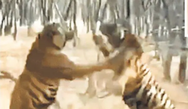 जंगल में भिड़ीं बाघिन रिद्धि और उसकी बेटी, दोनों घायल