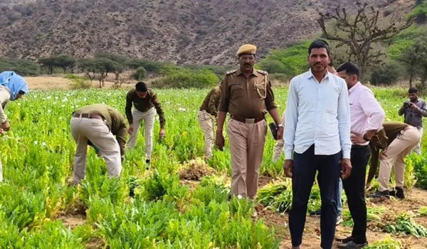 एक गिरफ्तार, ट्रैक्टर और 78 हजार अफीम के पौधे जब्त