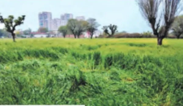 आफत... ओलों से खेतों में तबाही, पारा 11 डिग्री गिरा