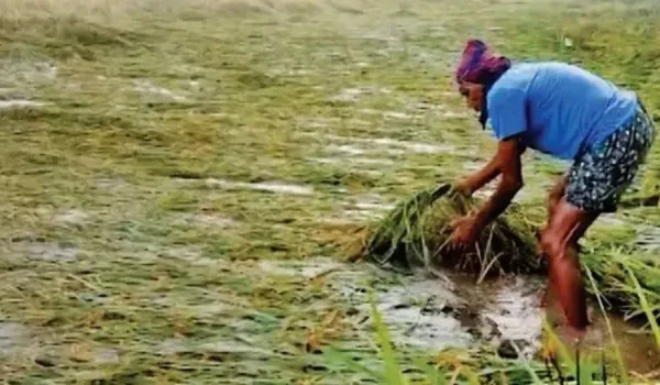 कटाई के बाद रखी फसल खराब होने पर मिलेगा क्लेम