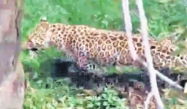 हिंडौन सिटी के आबादी क्षेत्र में घुसा लेपर्ड