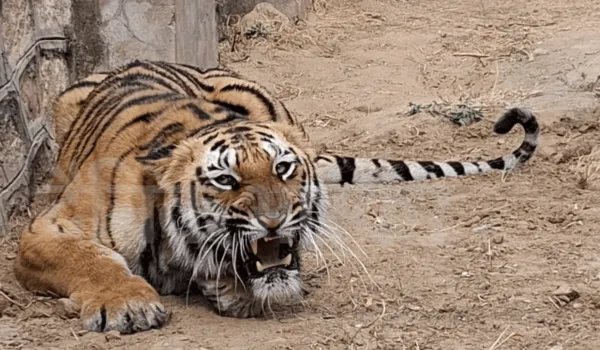 माचिया सफारी पार्क में बाघ एंथोनी को मिली नई साथी