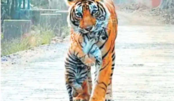 बाघिन सुल्ताना ने शावकों को जंगल में किया शिफ्ट