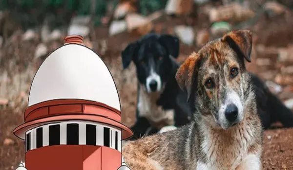 हम एनिमल लवर हैं, लेकिन इंसानों की जान पहले: सुप्रीम कोर्ट