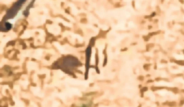 कुरेड़ी गांव के खेतों में आया रणथंभौर का टाइगर, विभाग अलर्ट