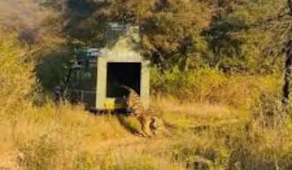 रणथंभौर से टाइगर T-2408 को कोटा के मुकुंदरा में किया शिफ्ट