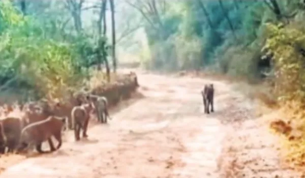 टाइग्रेस ST-30 तीन शावकों संग दीवार फांद सड़क पर आई