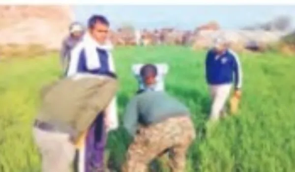 भेड़ियों का झुंड बाड़े में घुसा, 66 भेड़-बकरियां मारी