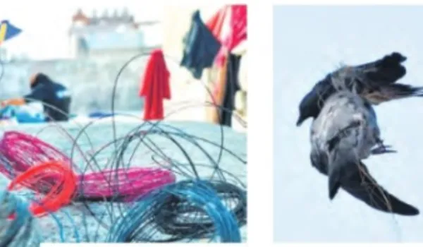 मकर संक्रांति पर 'मौत की डोर' बेलगाम... प्रशासन रहा बेखबर