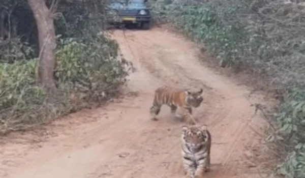 रोमांच... जिप्सी के सामने आकर बैठे शावक