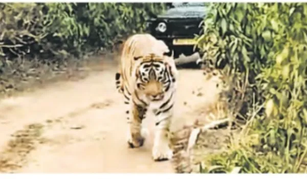 सरिस्का का सबसे ताकतवर टाइगर ST-21 पहुंचा टूरिस्ट के बीच