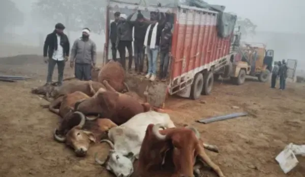तस्करों ने चलती पिकअप से 6 गायों को फेंका, घायल
