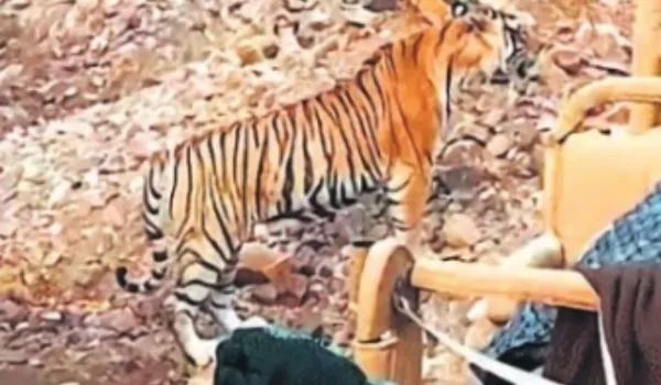 रणथंभौर में पर्यटकों के बीच दहाड़ते हुए निकले दो बाघ