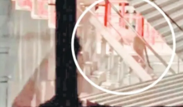 चौथ माता मंदिर परिसर में आया लेपर्ड, लोगों में दहशत