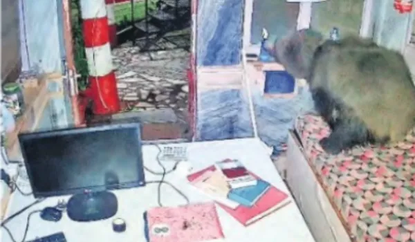 माउंट आबू में होटल के रिसेप्शन में घुसा भालू