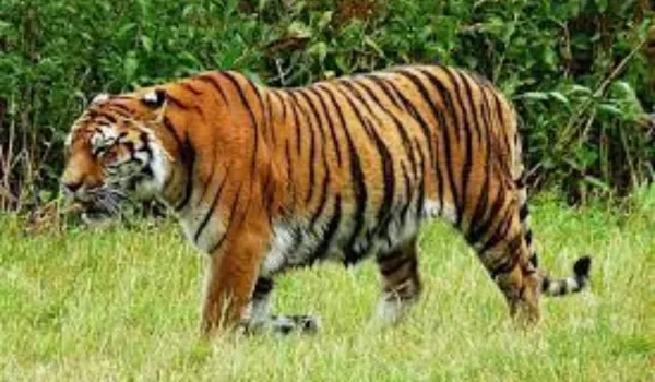 बाघों की 50% मौतें अभयारण्यों से बाहर