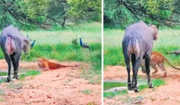 वाटर पॉइंट पर रोजड़े के आगे 'राणा' की दहाड़ पड़ी फीकी