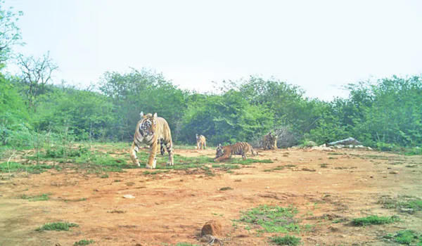 सरिस्का से आई 'खुशखबरी' एसटी-19 ने चार शावकों को दिया जन्म