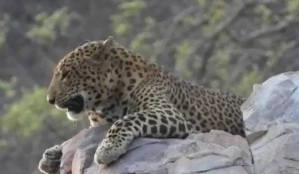 विद्याधर नगर के बीड़ पापड़ क्षेत्र में लेपर्ड सफारी शुरू