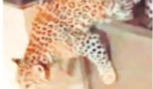 बंगले के गेट पर चढ़ा लेपर्ड, चौकीदार ने भगाया