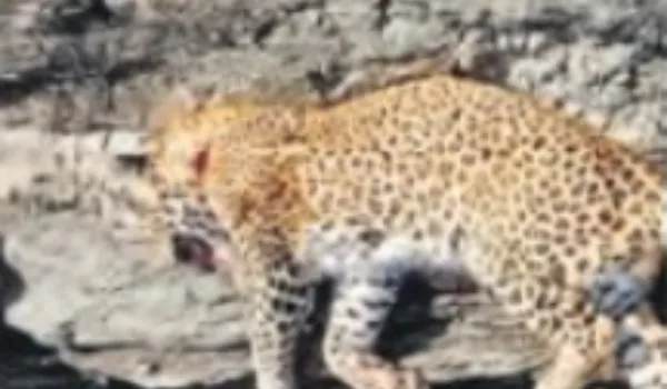 नर लेपर्ड से संघर्ष में दो शावकों की मौत