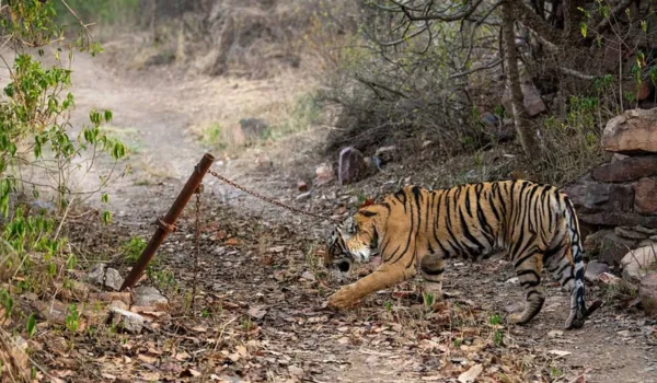 बाघ ने सुपरवाइजर और फॉरेस्ट गार्ड पर किया हमला... घायल