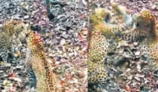 रणथंभौर में 2 लेपर्ड में जमकर हुई फाइटिंग, लोग रोमांचित