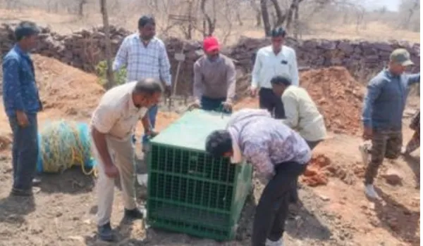 वाहन की टक्कर से मादा लेपर्ड घायल