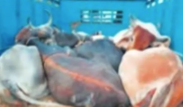 गौ तस्करों पर लगाम नहीं, पुलिस के साथ बढ़ रहा टकराव