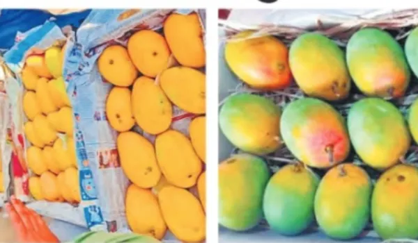 मंडी में आम की आवक शुरू, दाम 'आम' आदमी से दूर