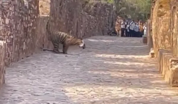 त्रिनेत्र गणेश मंदिर मार्ग पर घूमते दिखा टाइगर, दहशत में श्रद्धालु...