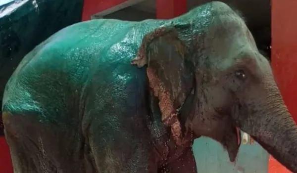 हथिनी को क्रेन से करवट दिलाकर उठाया