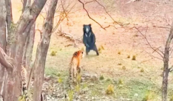 बाघिन रिद्धि का शावक व भालू हुए आमने-सामने